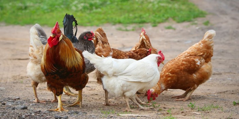 Phương pháp lai tạo gà giống cận huyết